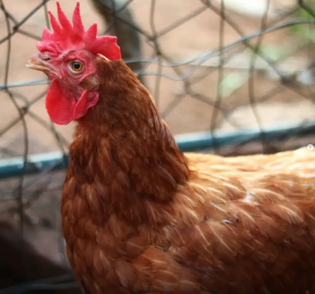 chicken standing outside 