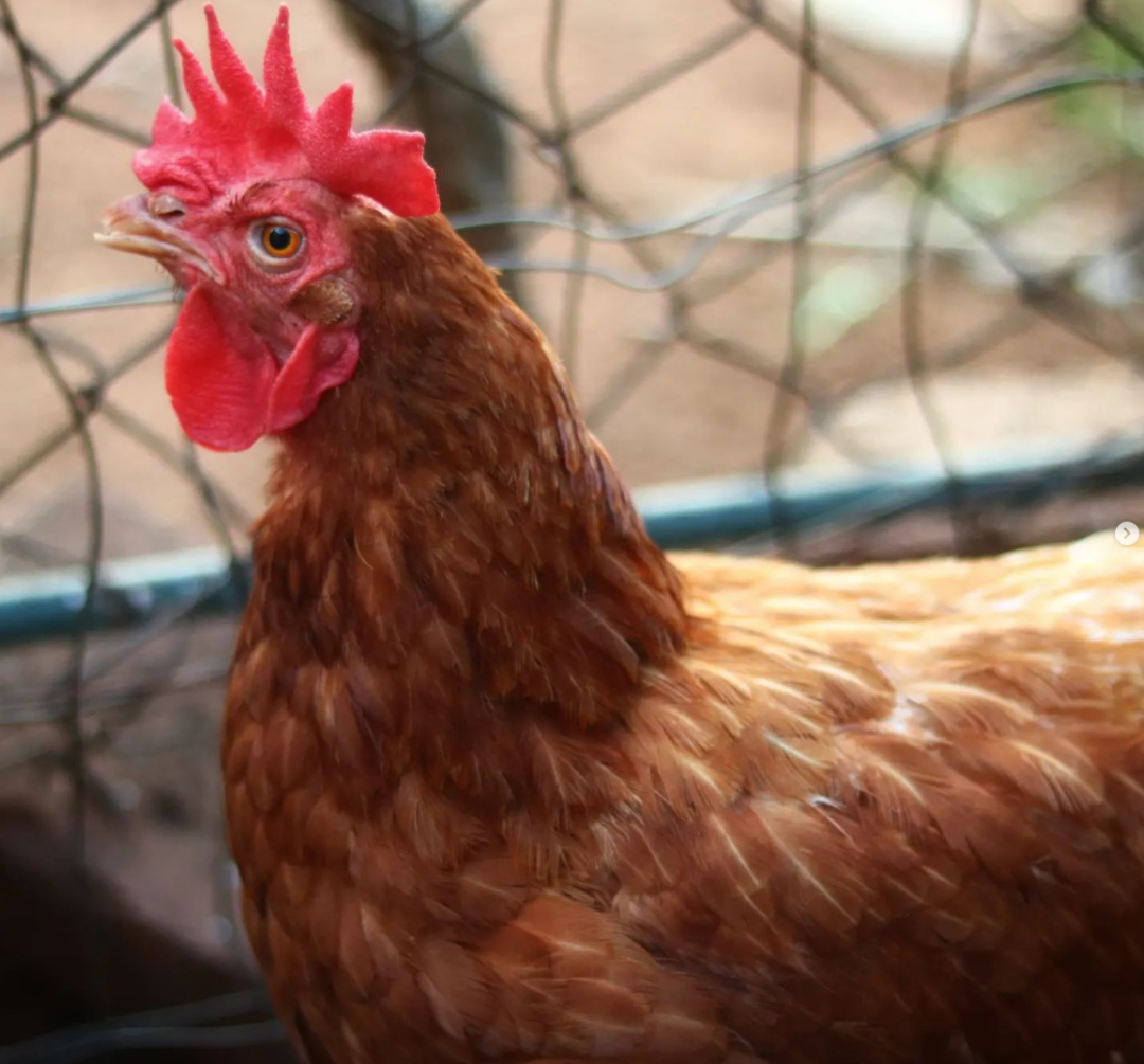 Lohmann Brown Chicken: A Complete Breed Guide - Flocks And Foliage