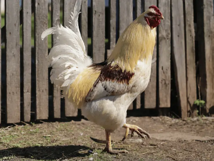 Rooster Spurs: What They Are and How to Deal with Them