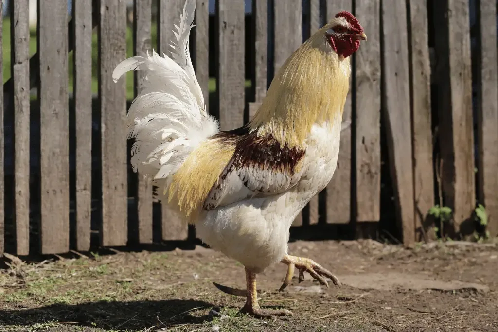 rooster with large spurs