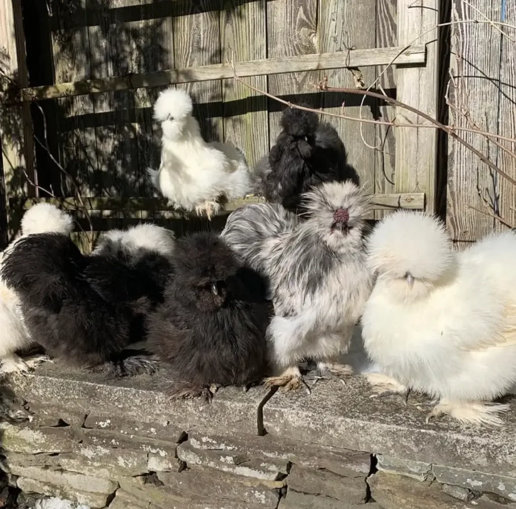 a flock of silkie chickens on a wall