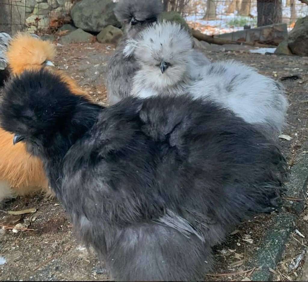 Black silkie chicken with other silkie chickens