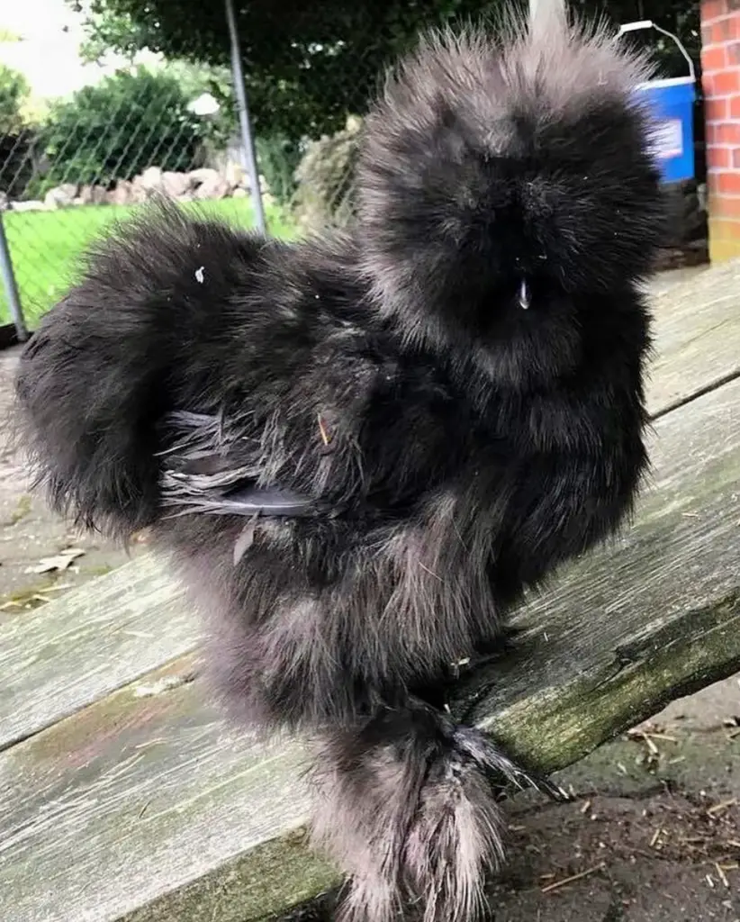 black silkie chicken outside 