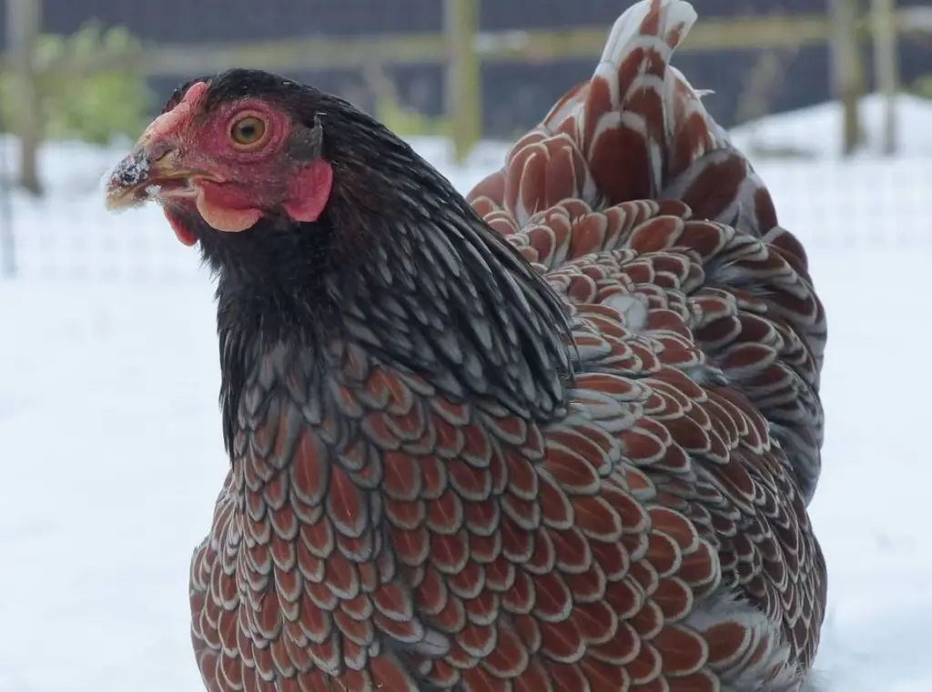 blue laced red wyandotte chicken in the snow