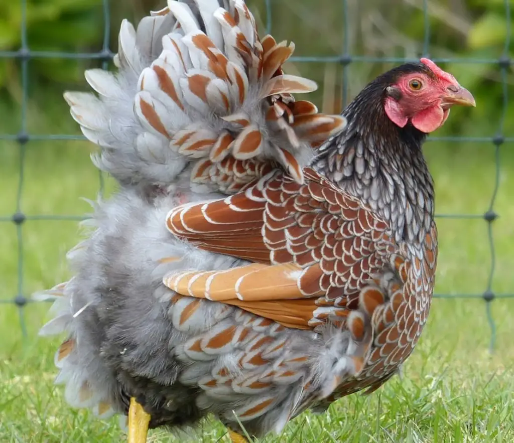 fluffy chicken