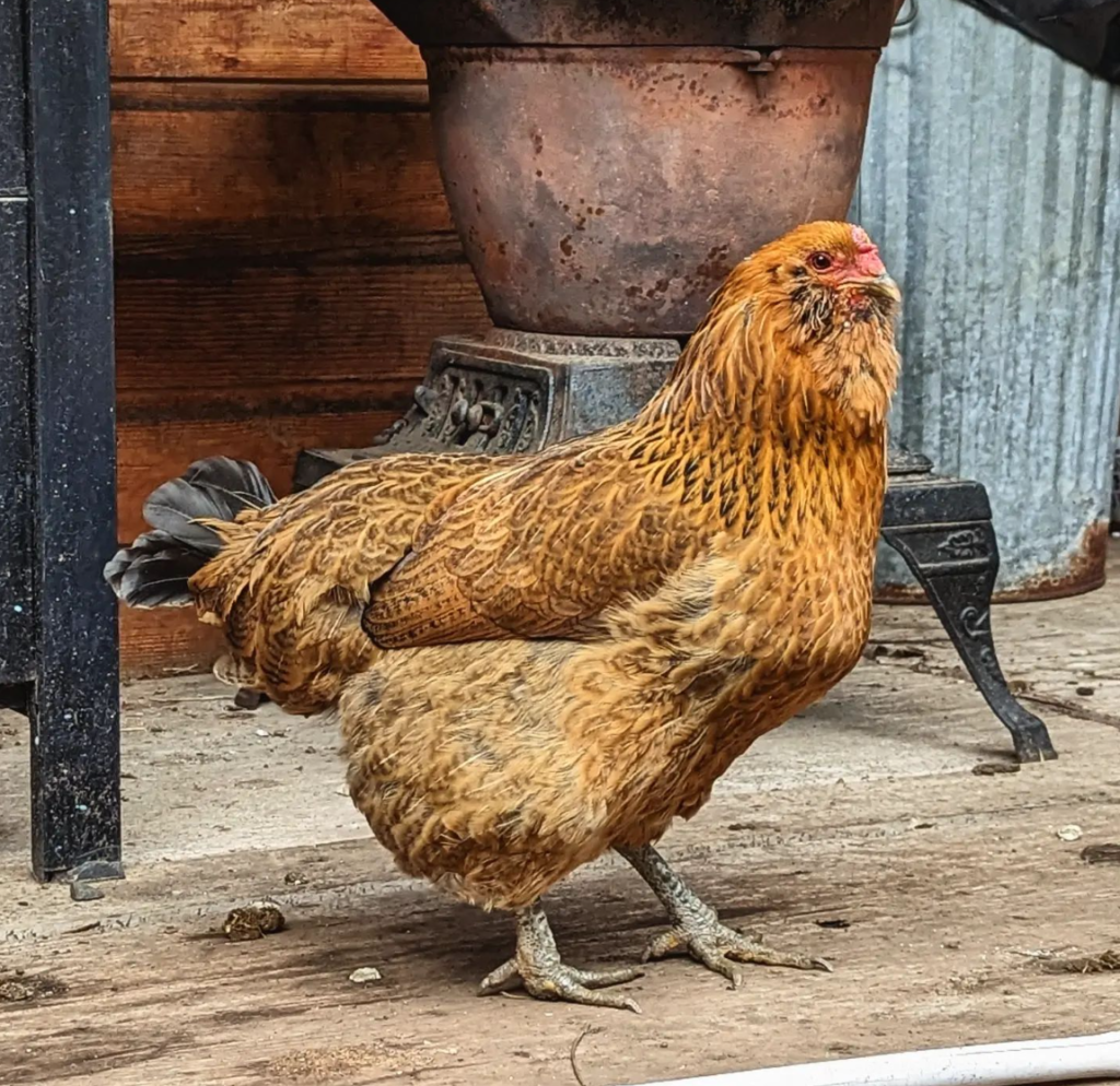 Ameraucana chicken standing outside 