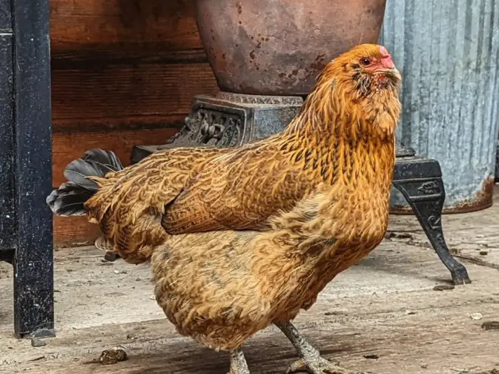 Ameraucana Chicken: The Ultimate Breed Guide