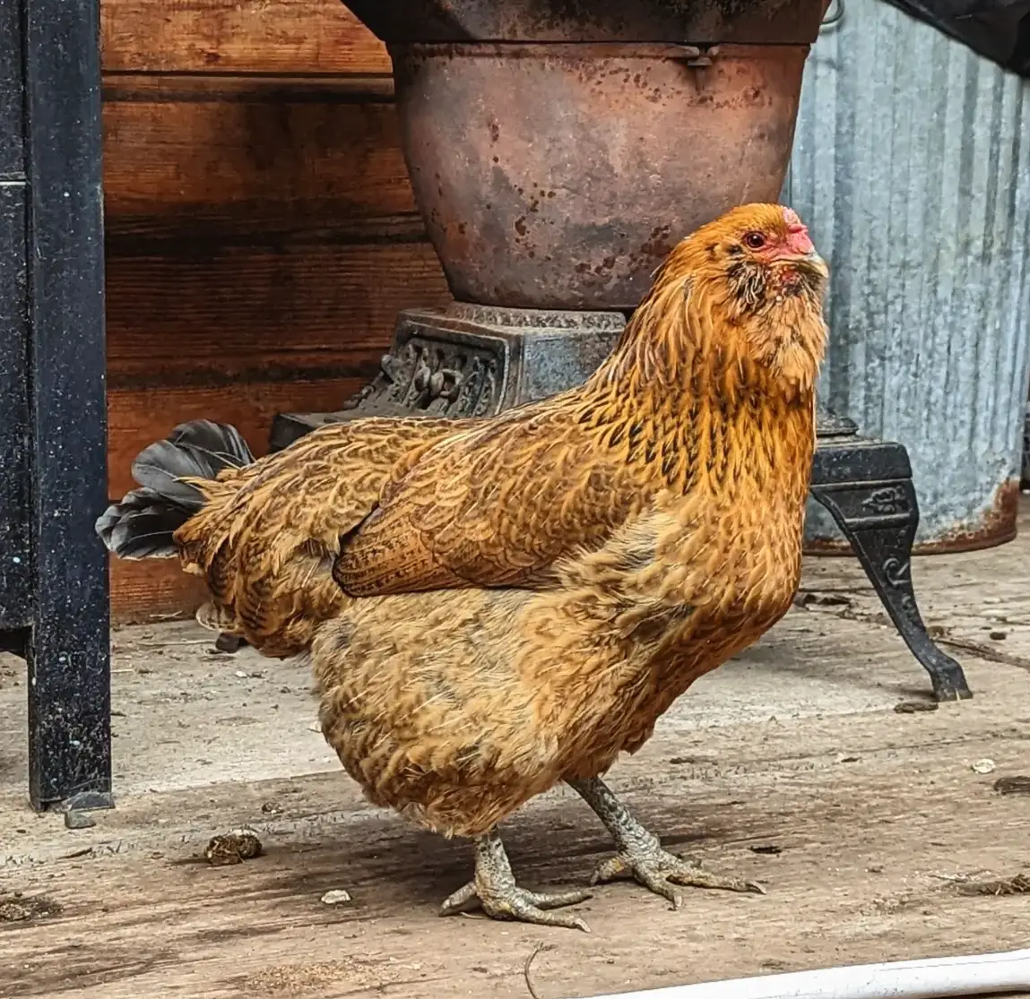 ameraucana chicken