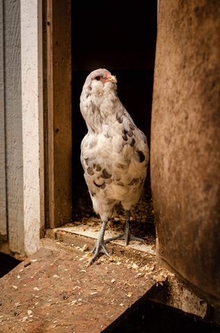 chicken in hen house