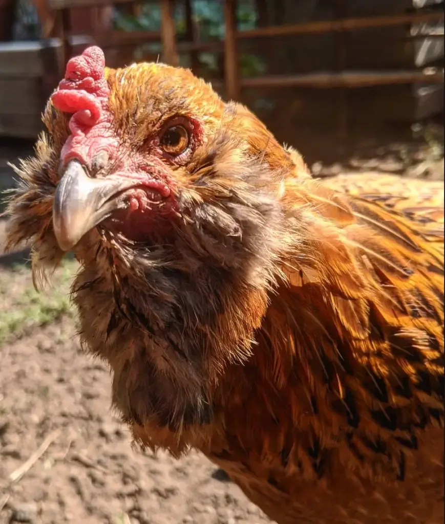 Ameraucana chicken face up close