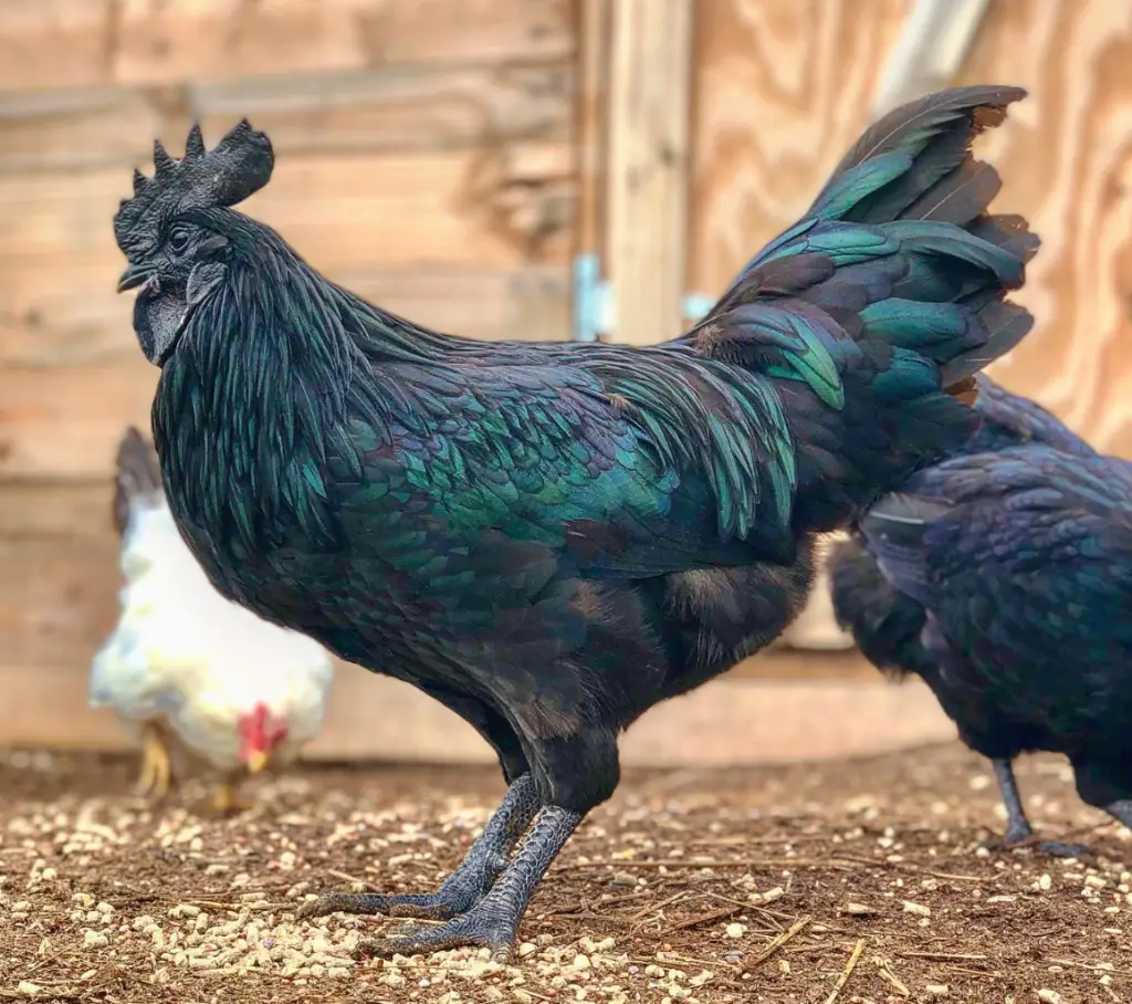 Ayam Cemani rooster chicken