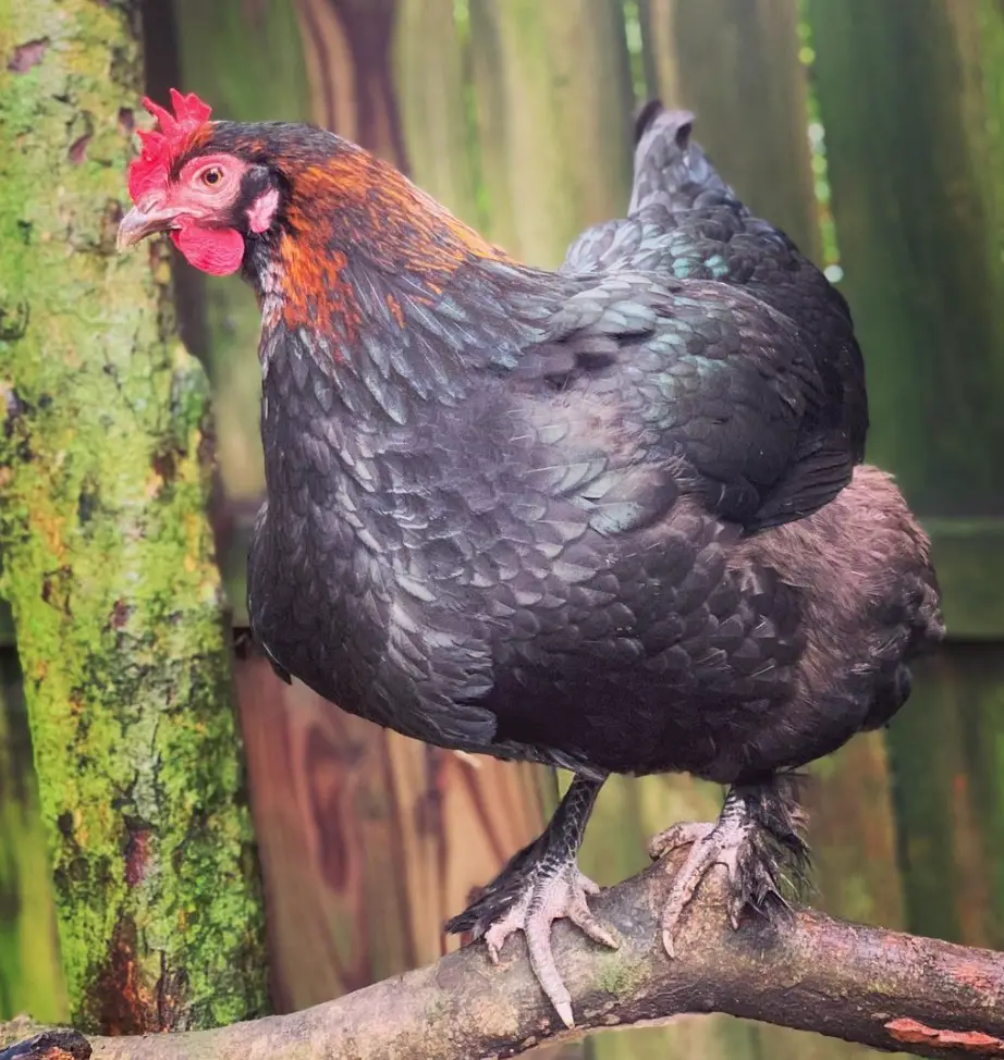 black copper maran chicken