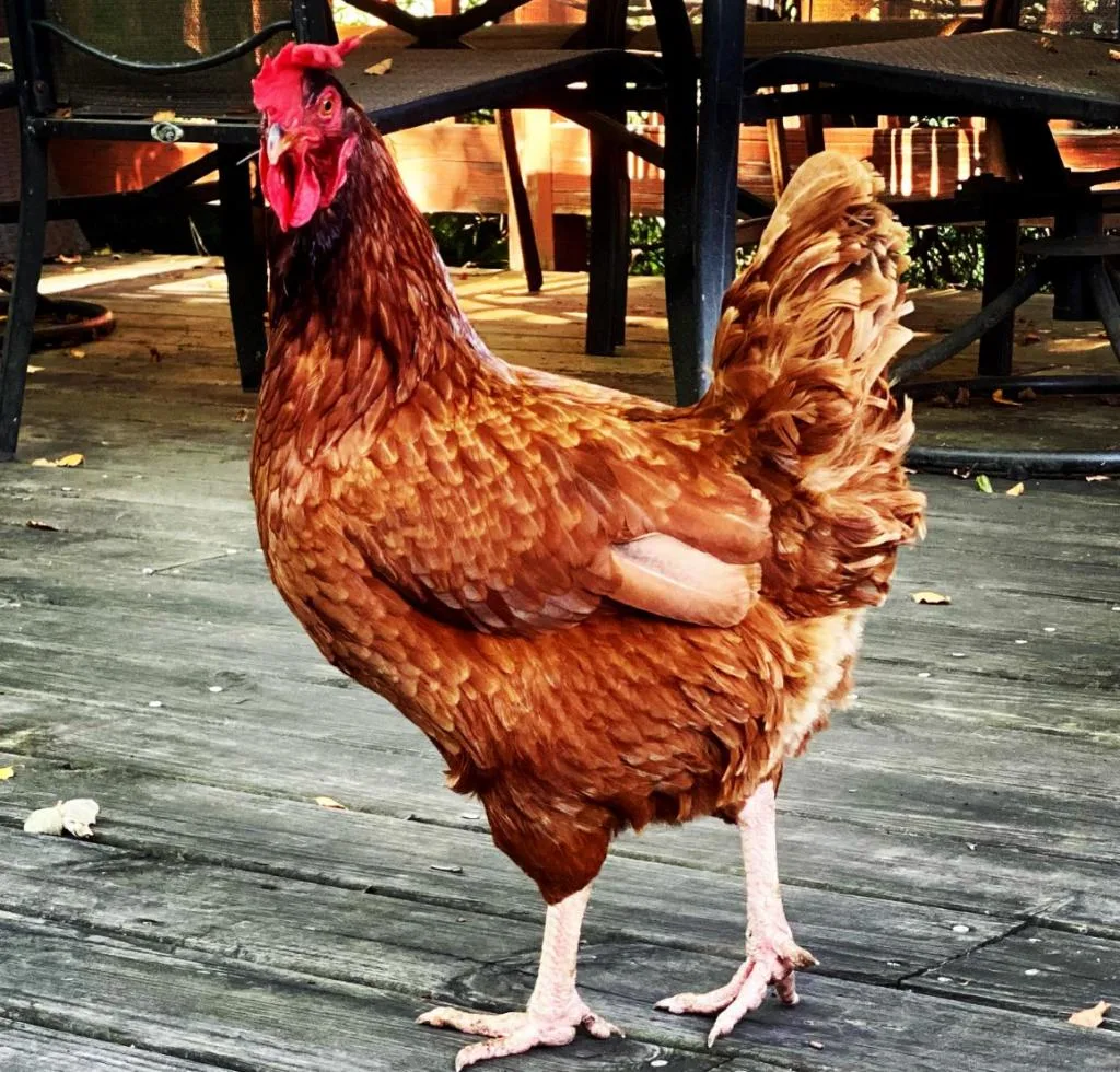 rhode island red chicken 