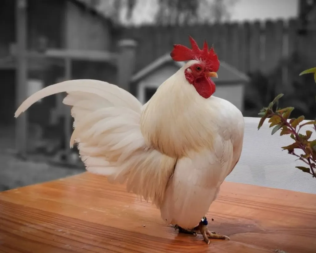 serama chicken rooster