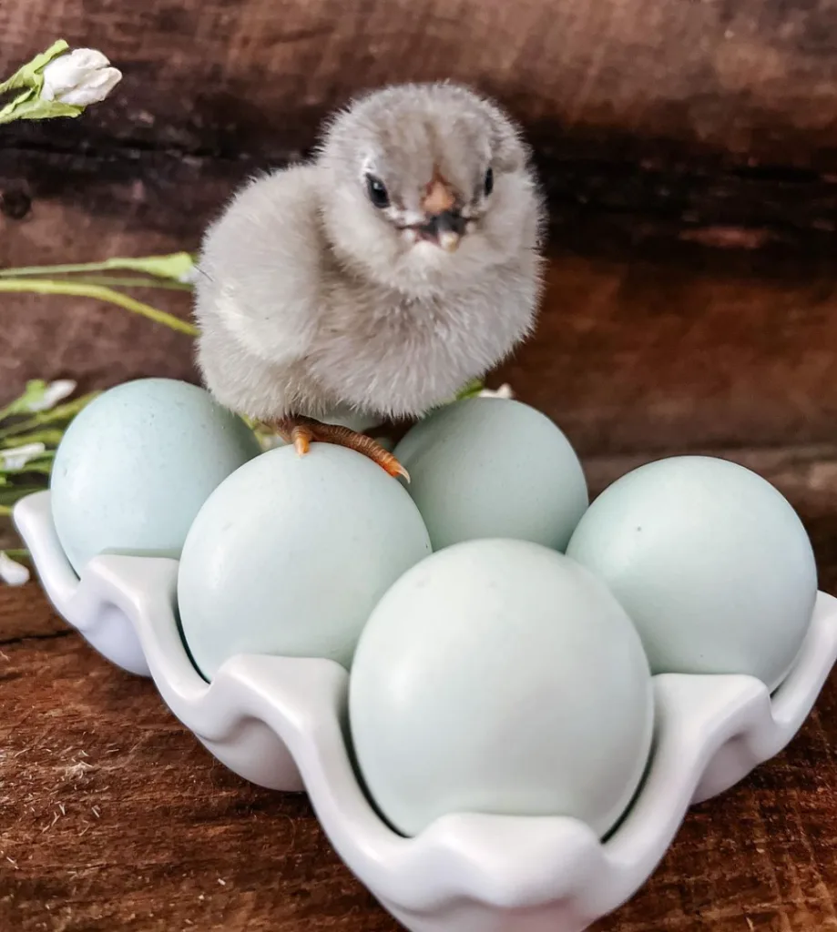 baby ameraucana chick with blue eggs
