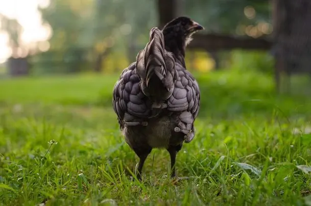 lavender ameracauna chicken