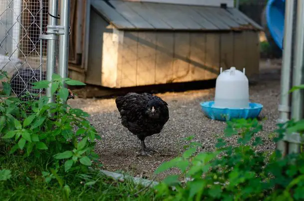 black ameraucana chicken outside 