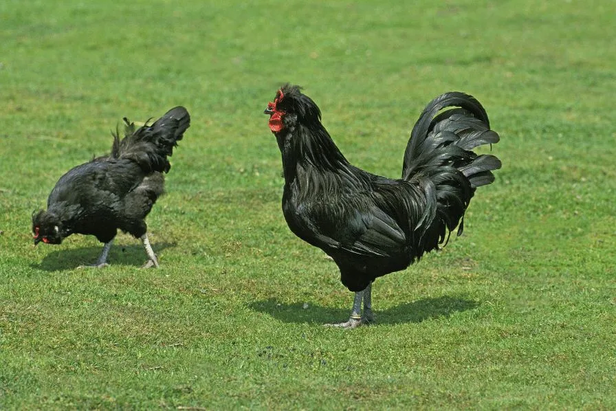 Crevecoeur chickens in a field 