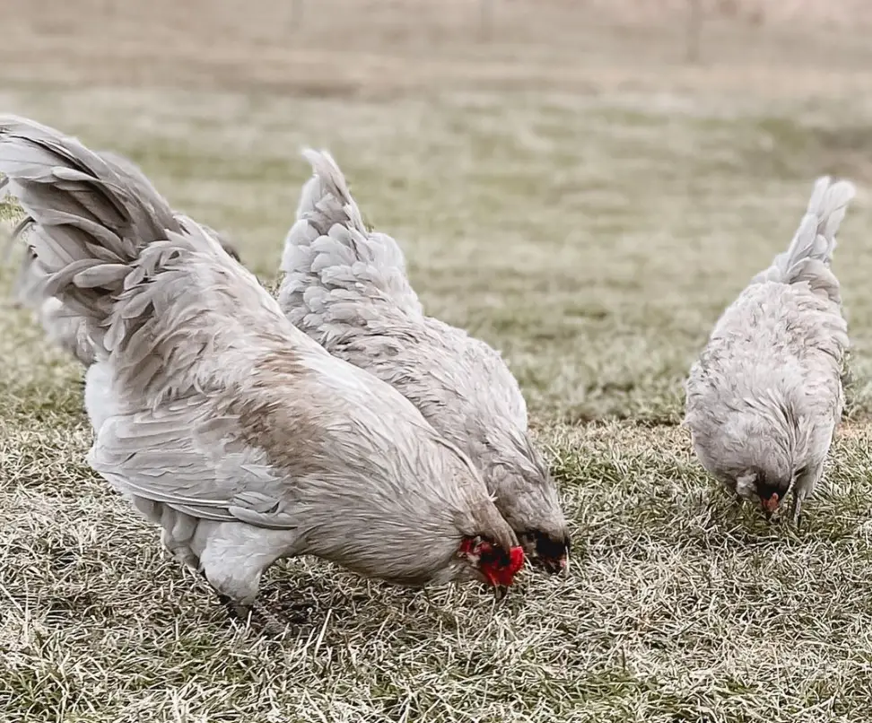 chickens foraging