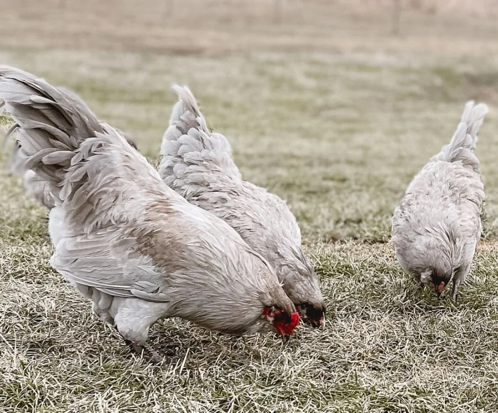 flock of ameraucanas