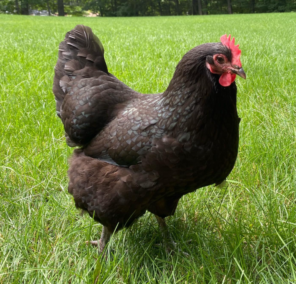 black australorp chicken 