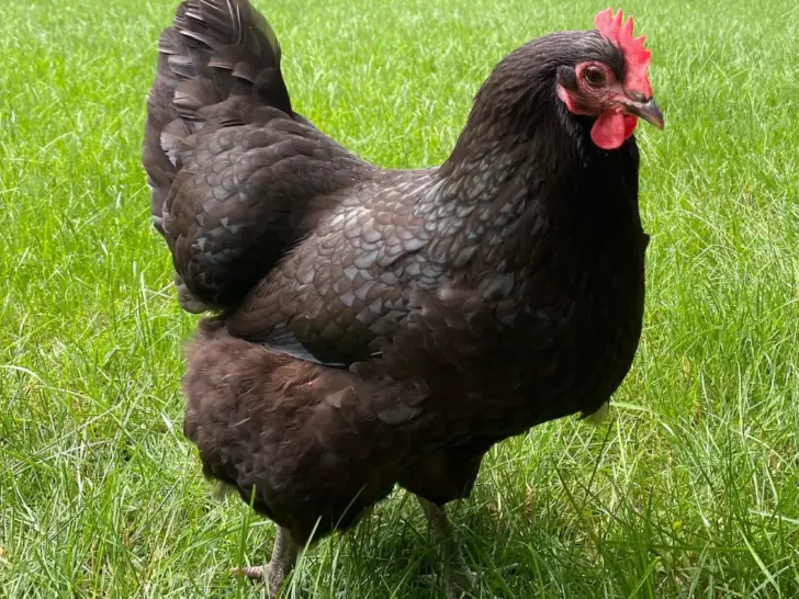 15 Amazing Black Chicken Breeds (With Pictures)