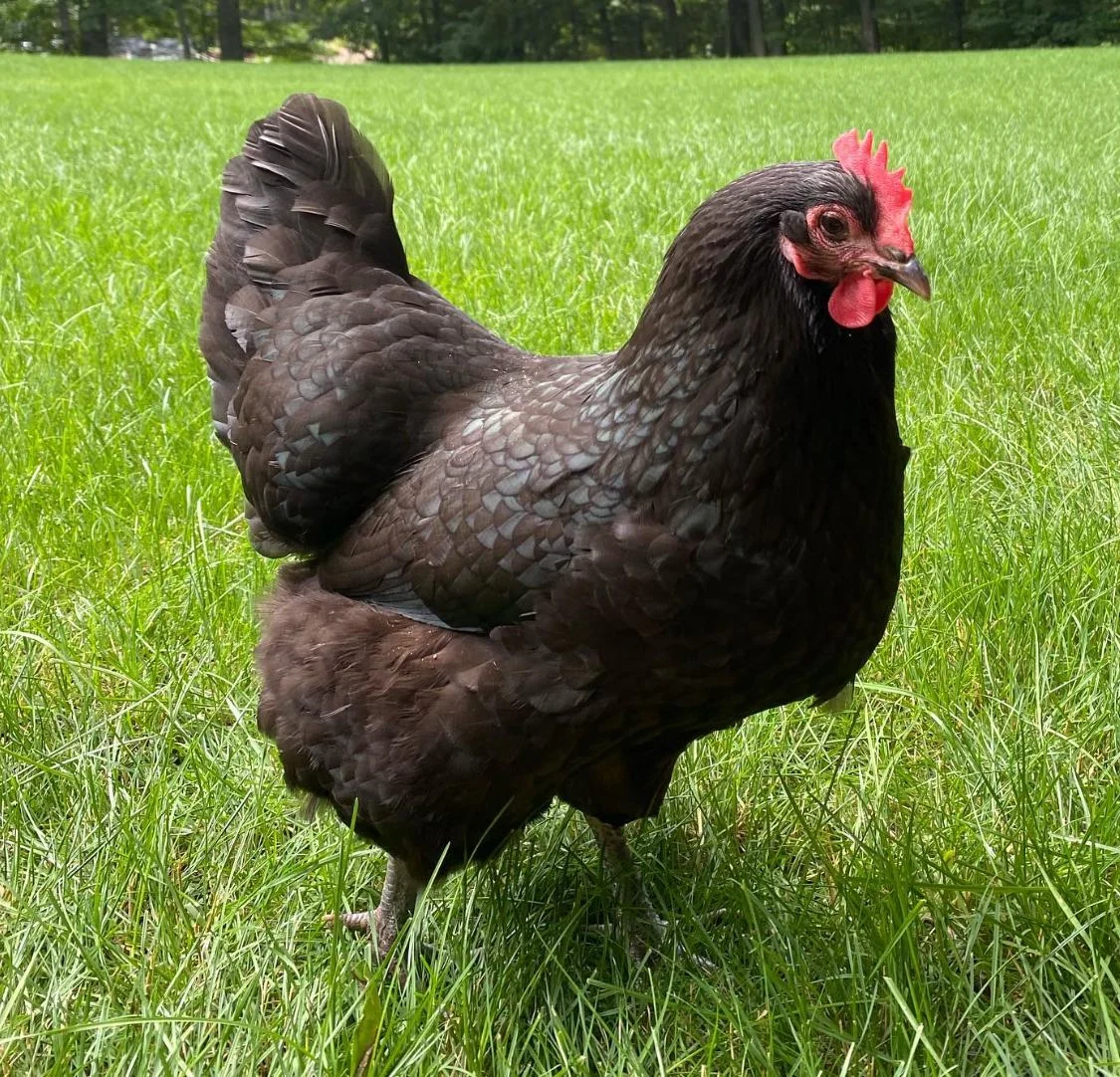 black australorp chicken