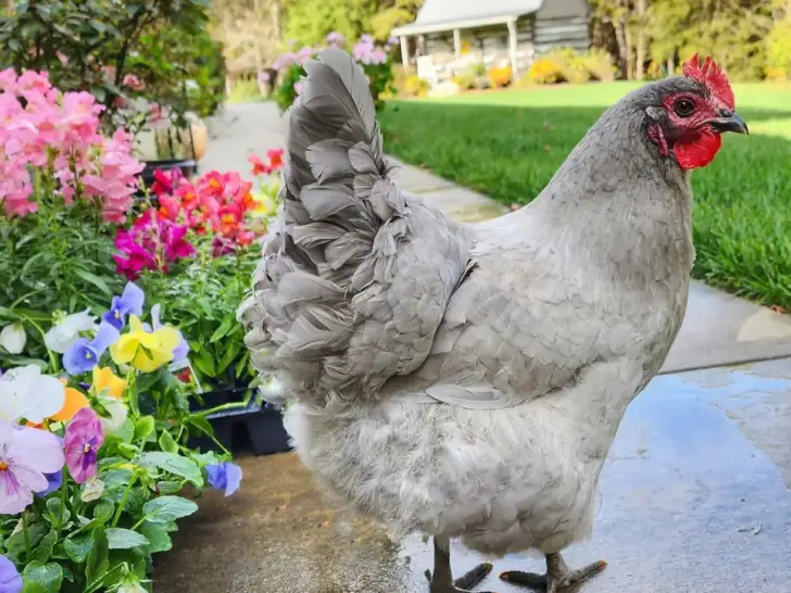 Lavender Orpington: A Guide to This Beautiful Chicken Breed