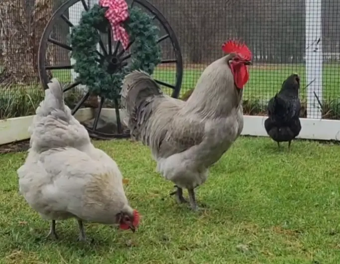 lavender orpington rooster and hen outside 