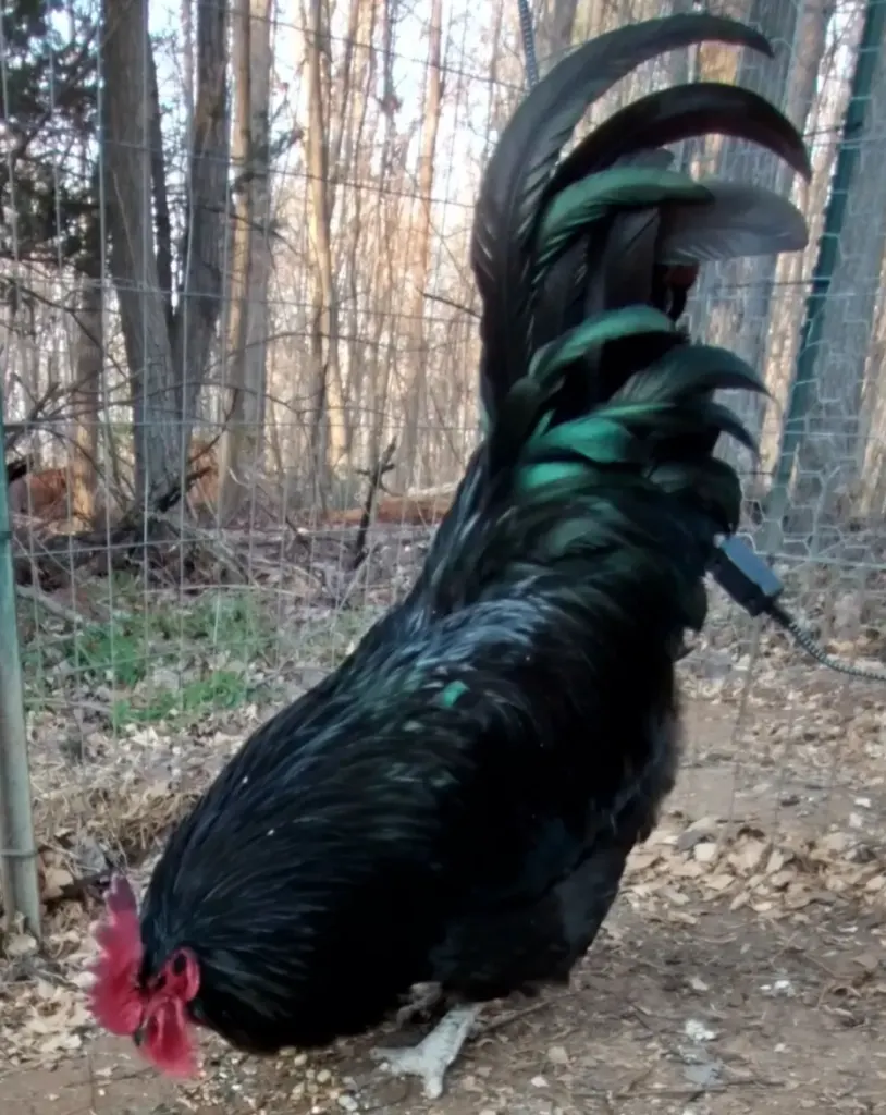 minorca black chicken breed 