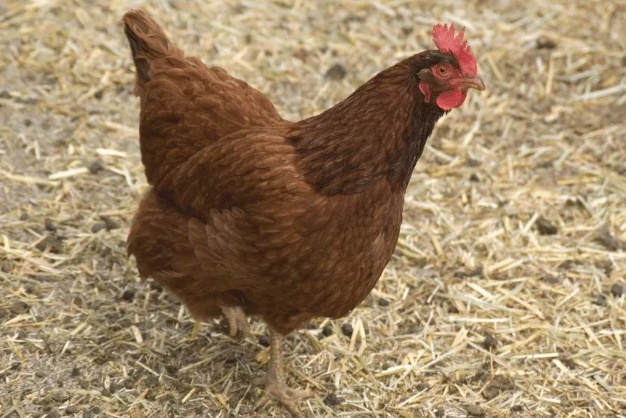 New hampshire red chicken breed