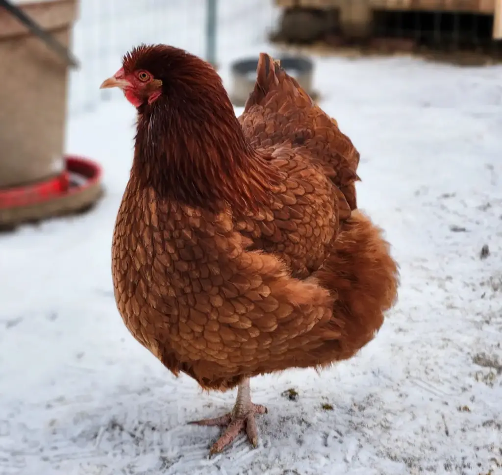red orpington red chicken breed in the snow