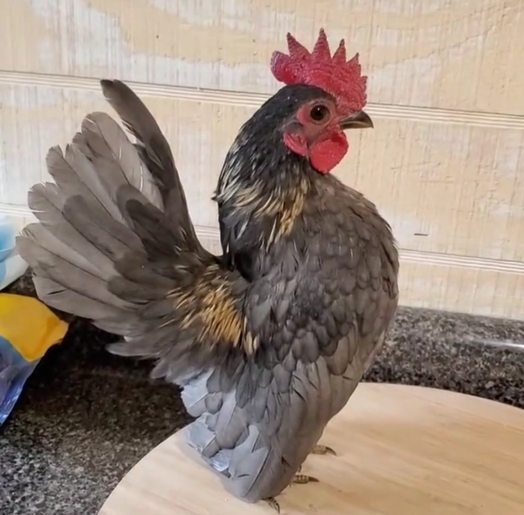 serama chicken on table