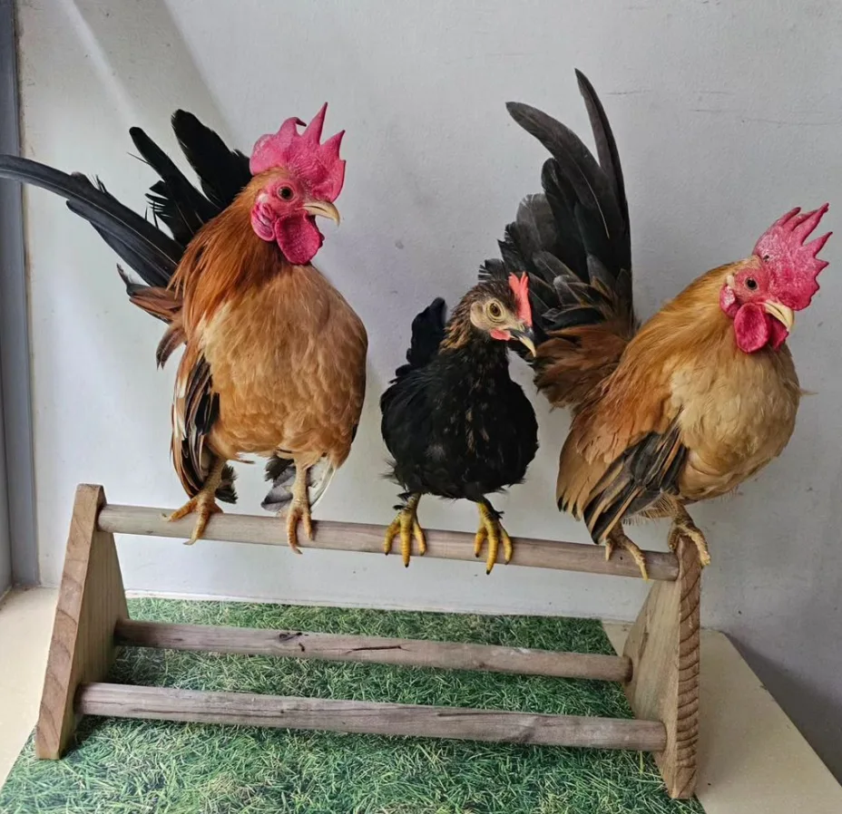 three serama chickens on a perch