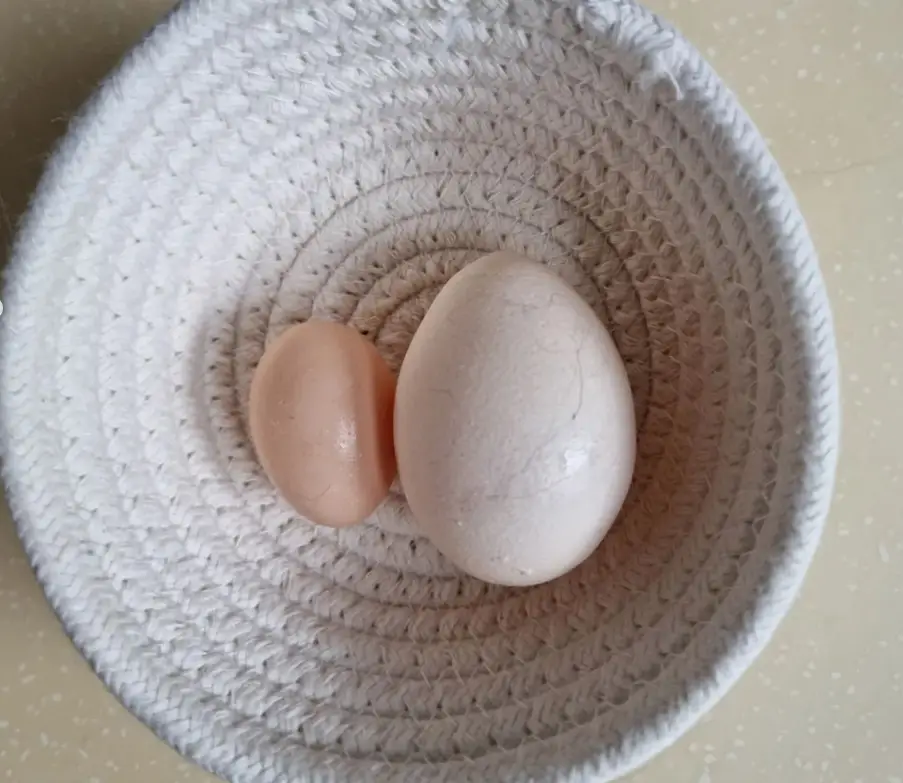 serama chicken egg compared to a regular sized chicken egg