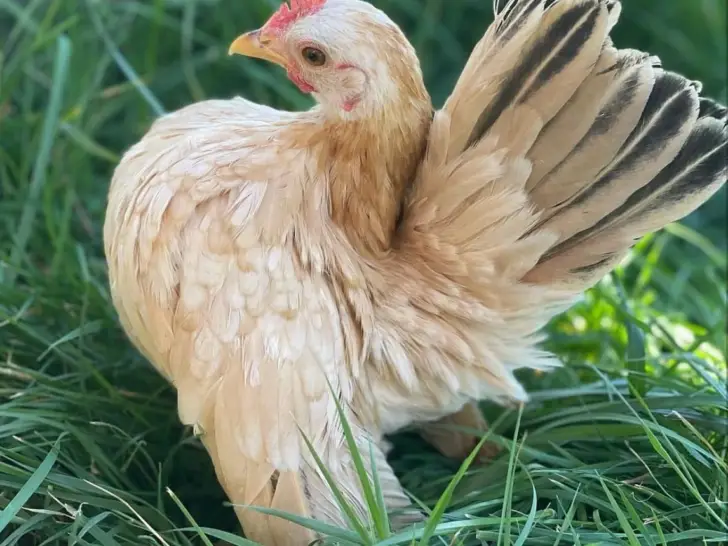 Serama Chicken: A Guide to This Tiny Chicken Breed