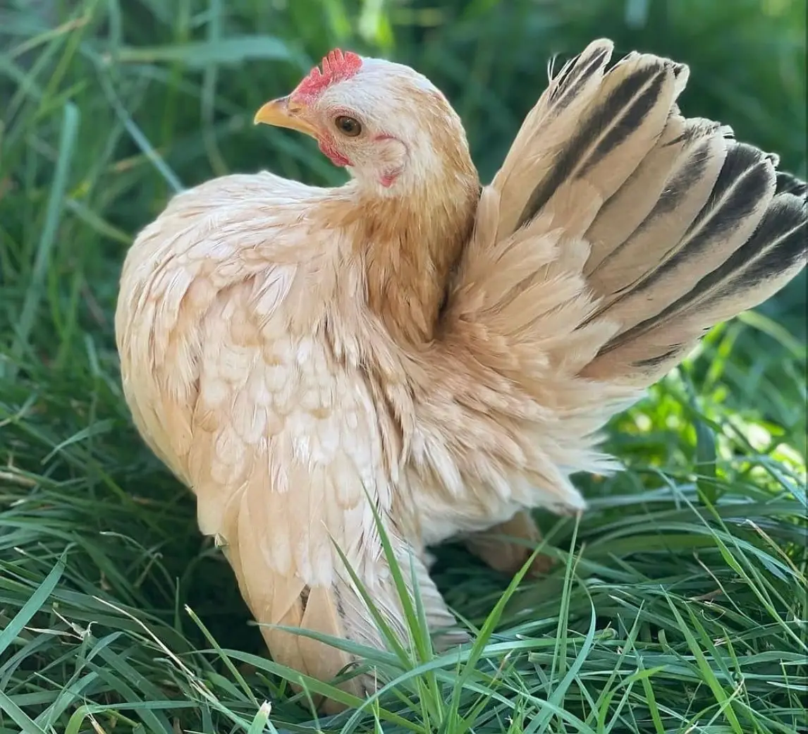 serama chicken hen