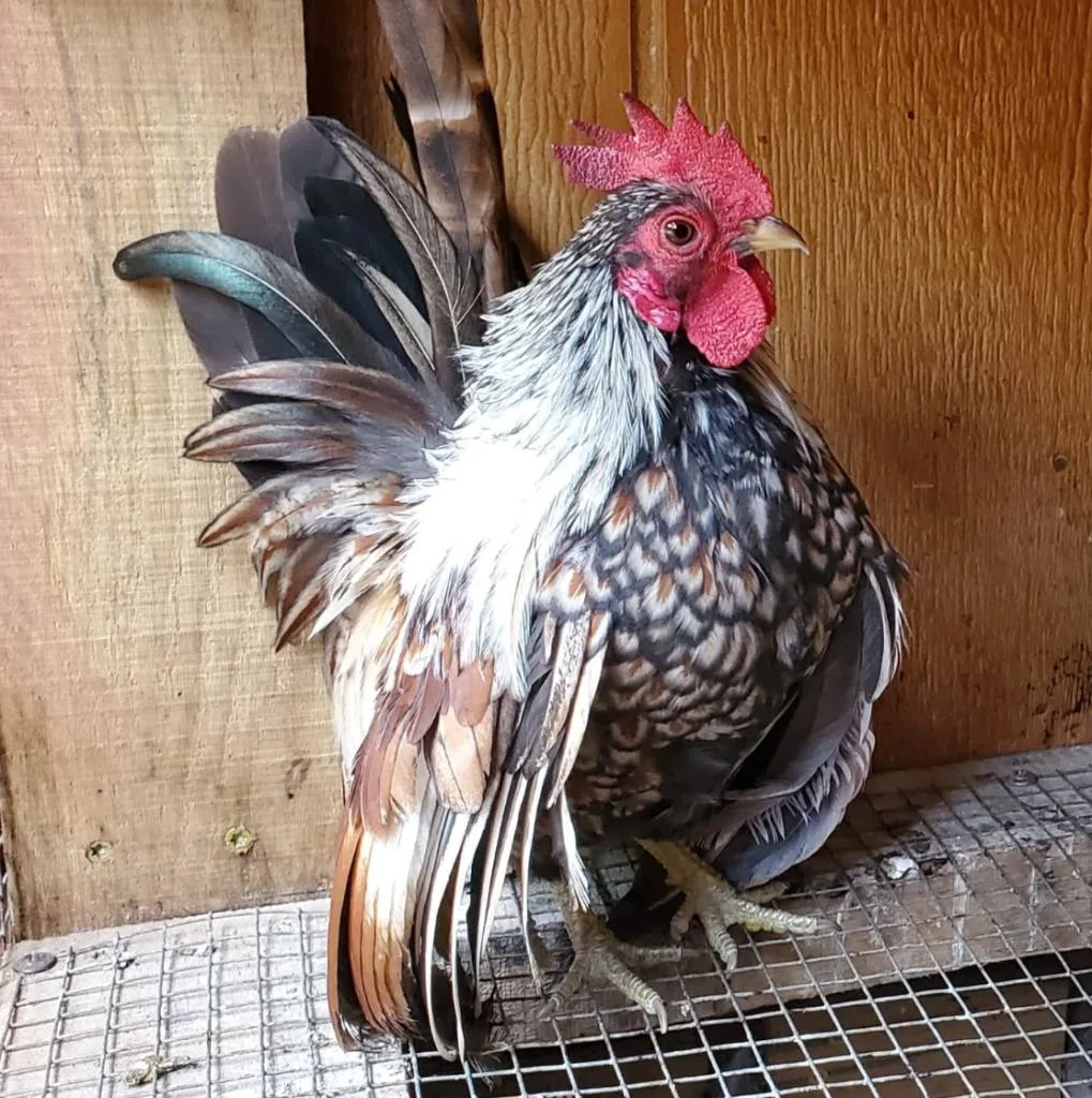 serama chicken in coop