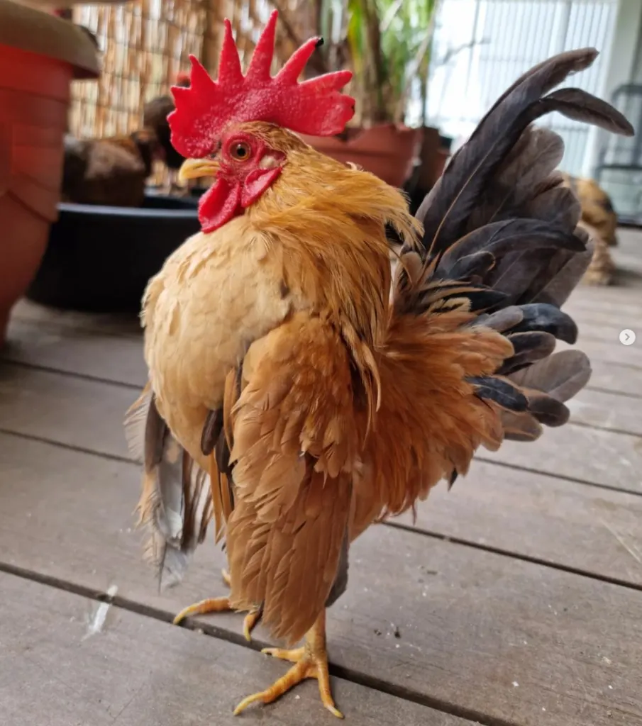 serama rooster