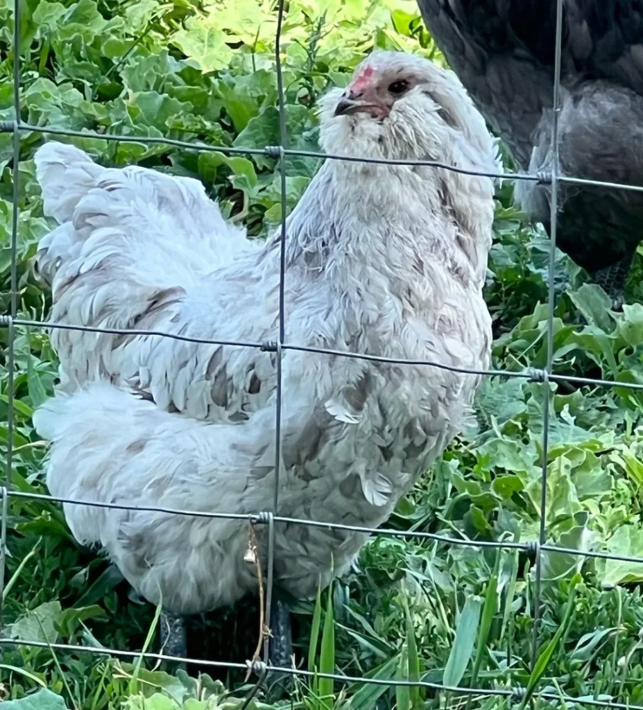 ameraucana chicken outside 