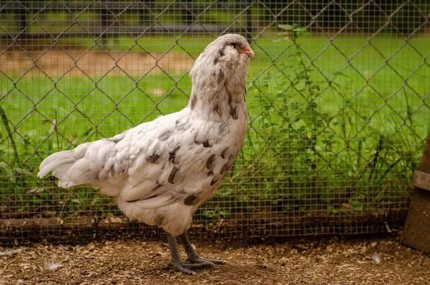 splash ameraucana chicken