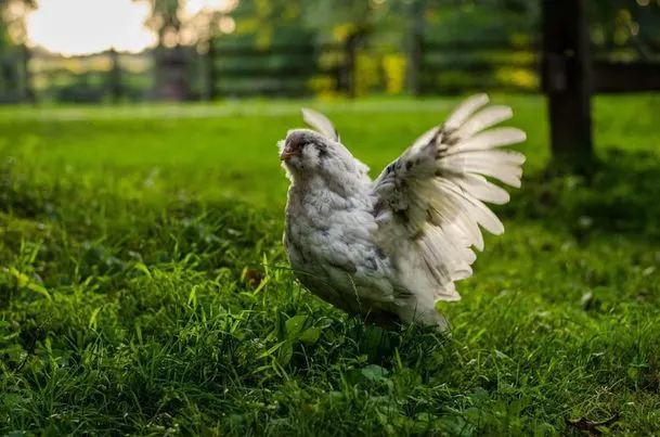 white ameraucana chicken