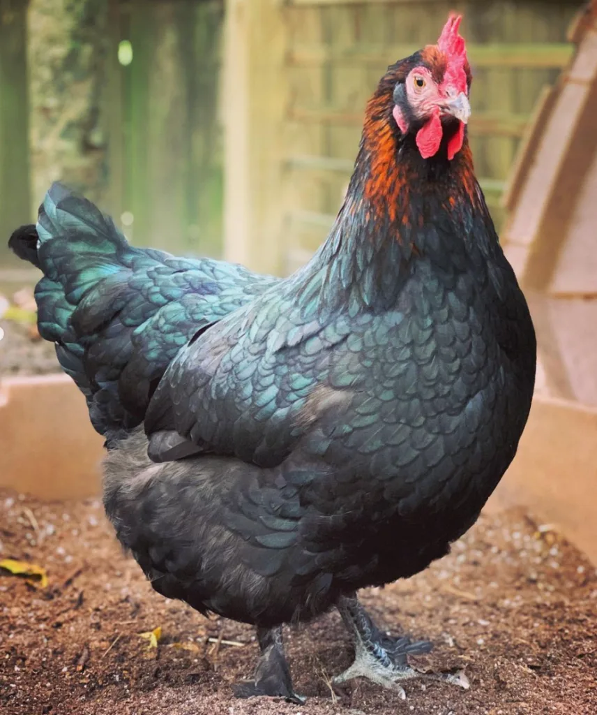 black copper maran chicken