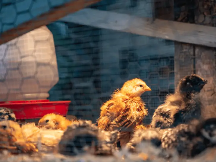 How Long Do Chicks Need a Heat Lamp? A Guide to Raising Healthy Chicks