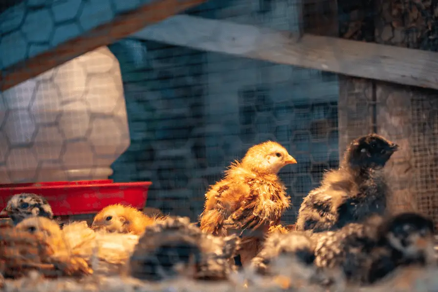 baby chicks under a heat lamp