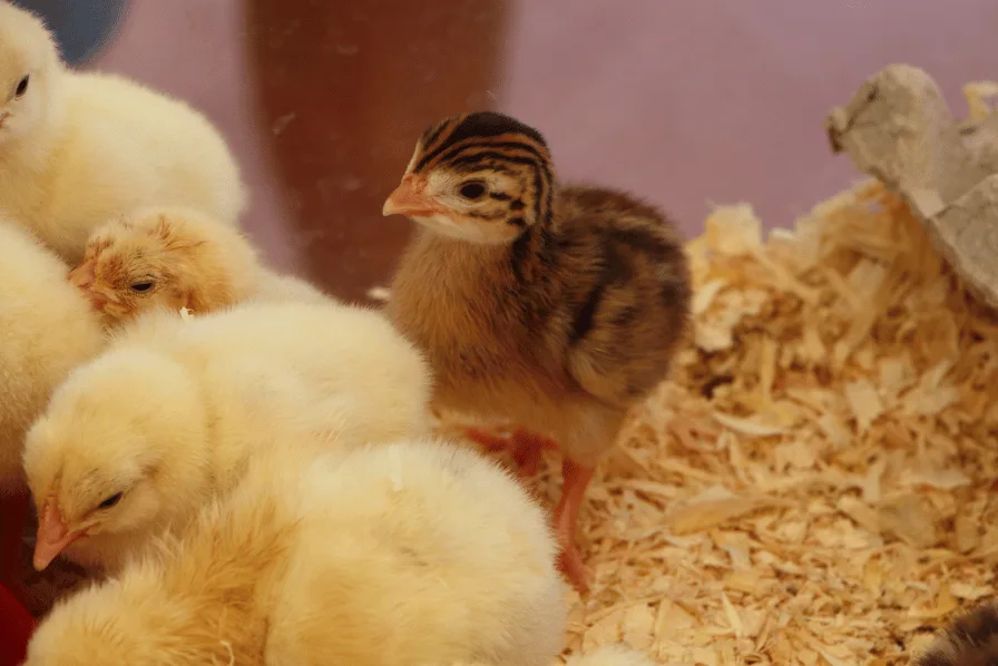 chicks in a brooder