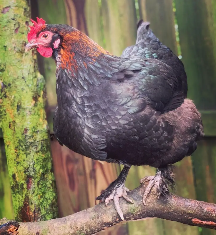 black copper maran chicken in a tree