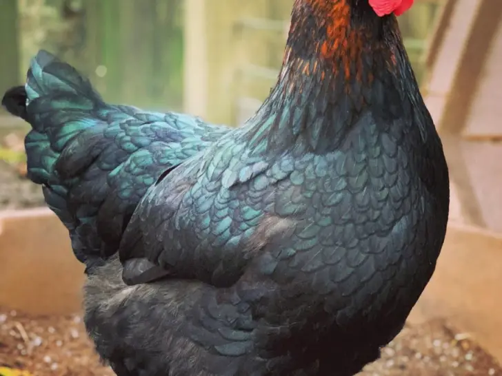 Black Copper Marans: The Ultimate Breed Guide