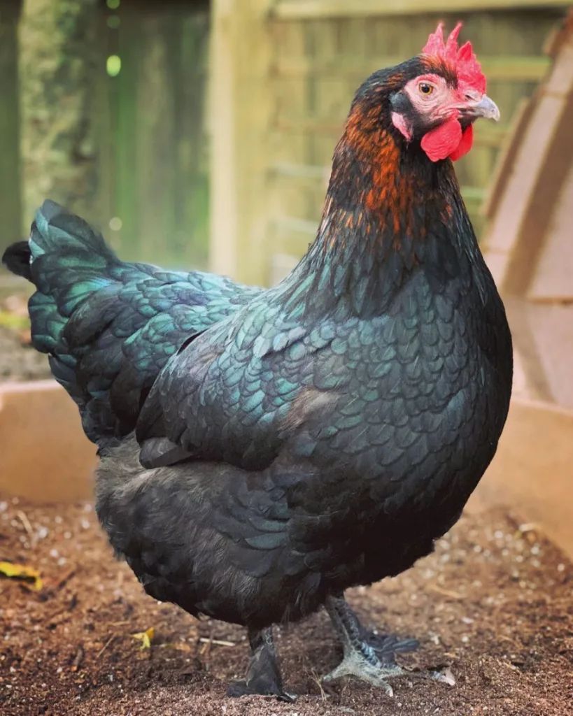 black copper marans chicken