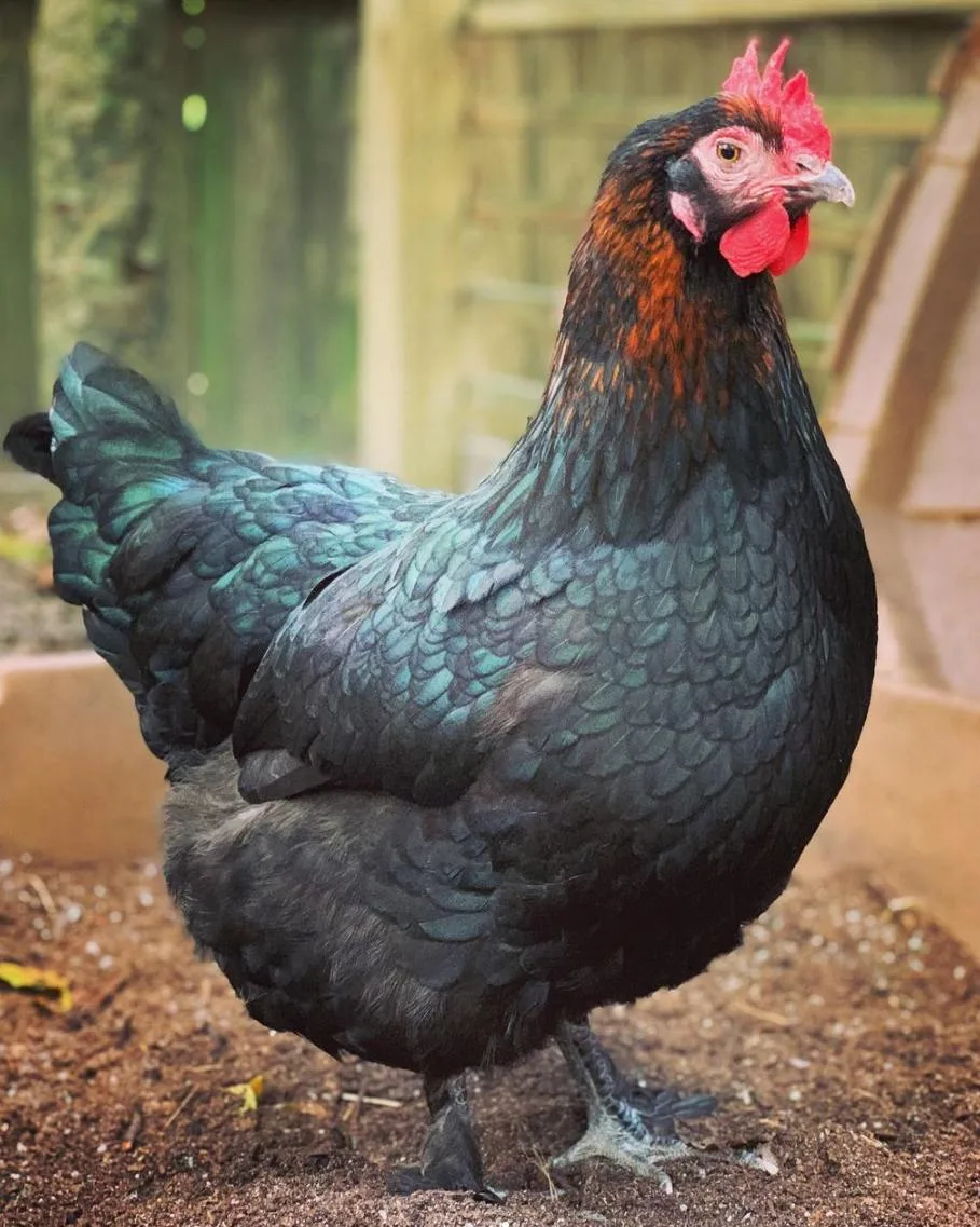 black copper maran chicken